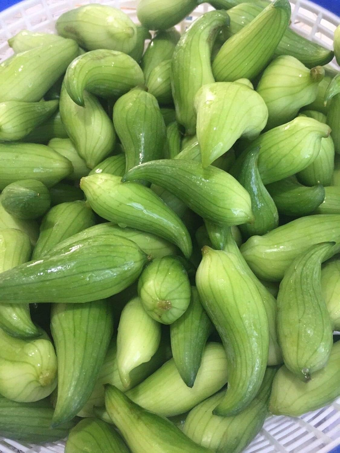 Cyclanthera Pedata Vegetable Seeds for Planting, heirloom & Non-GMO Seeds